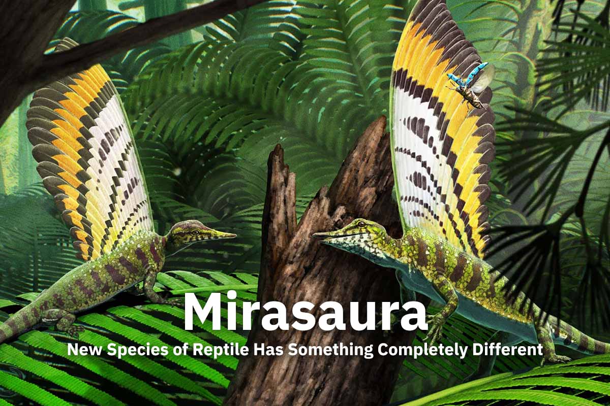Mirasaura