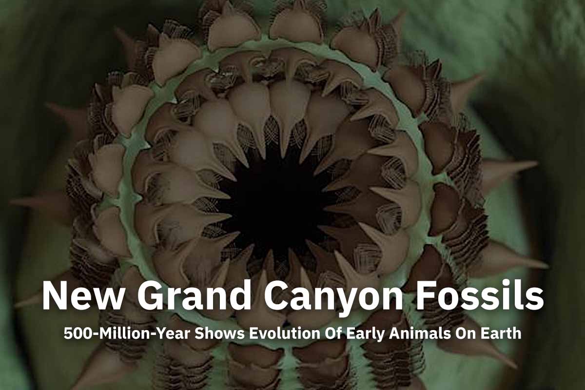 A newly discovered fossil priapulid from the Grand Canyon has been named Kraytdraco spectatus for its fierce, branching teeth—reminiscent of the krayt dragon from Star Wars. Once common in the Cambrian seas, these bizarre worms are now nearly extinct. Credit Rhydian Evans